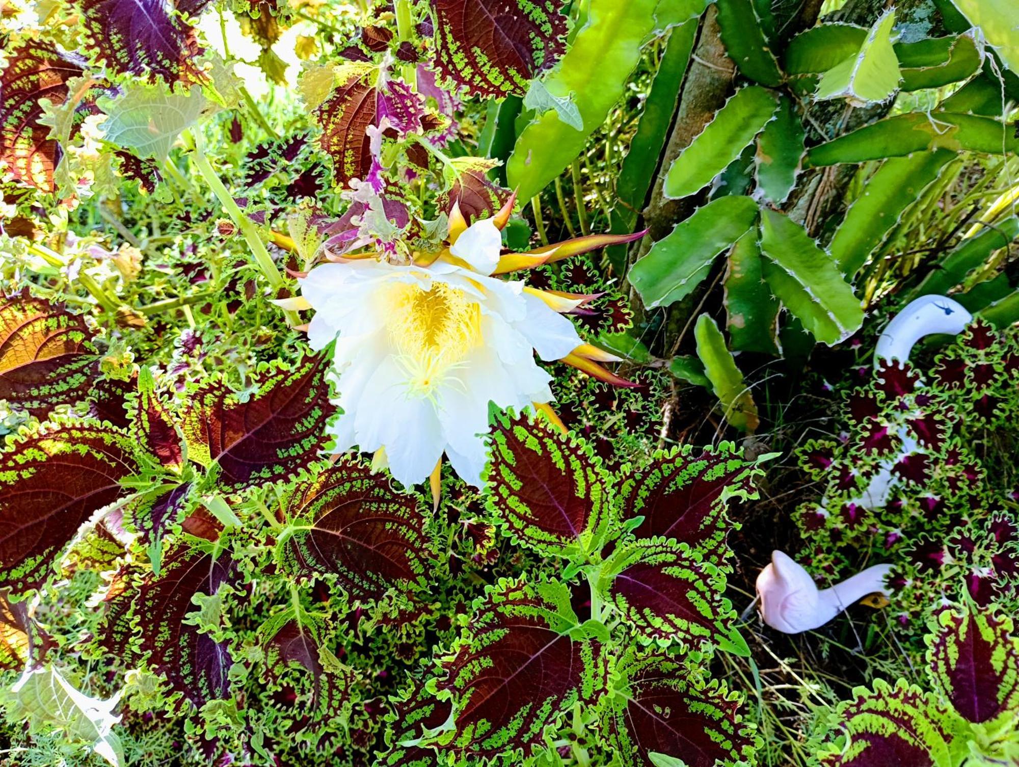 Pousada Chacara Vivalli Holambra Exterior foto
